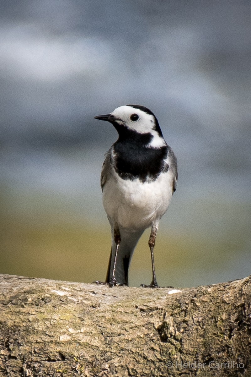 White Wagtail - ML611052656