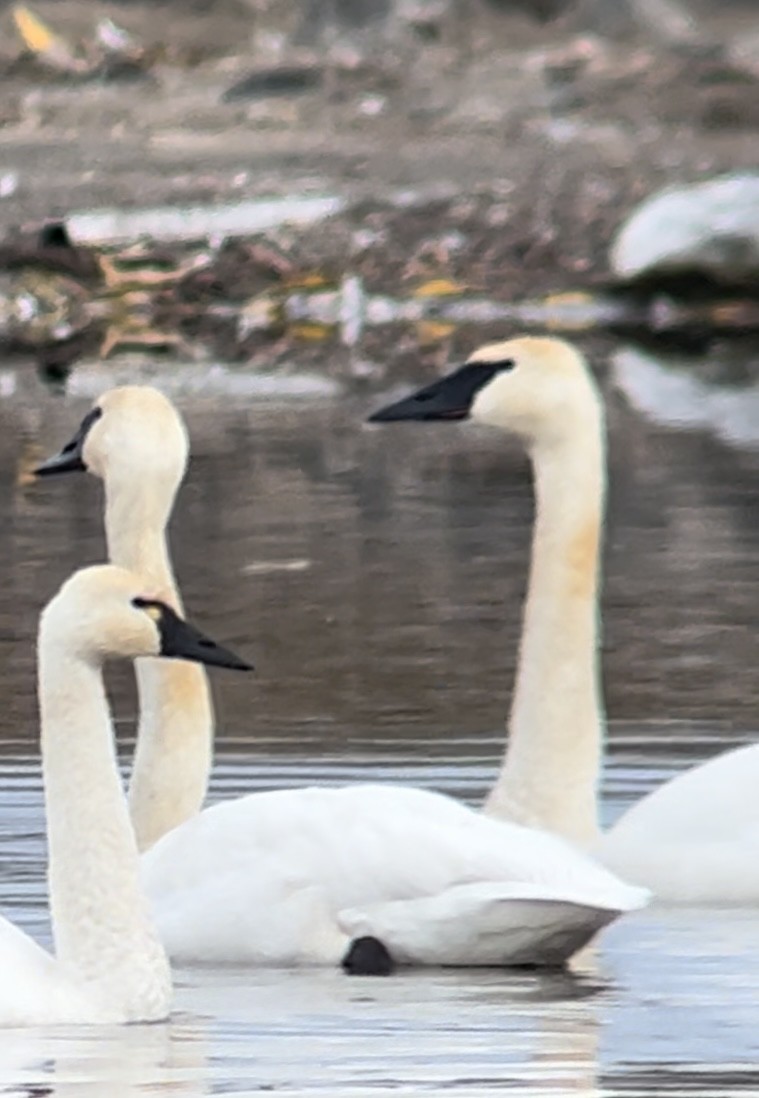 Cygne siffleur - ML611052670