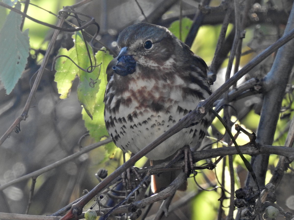 Fox Sparrow - ML611052687