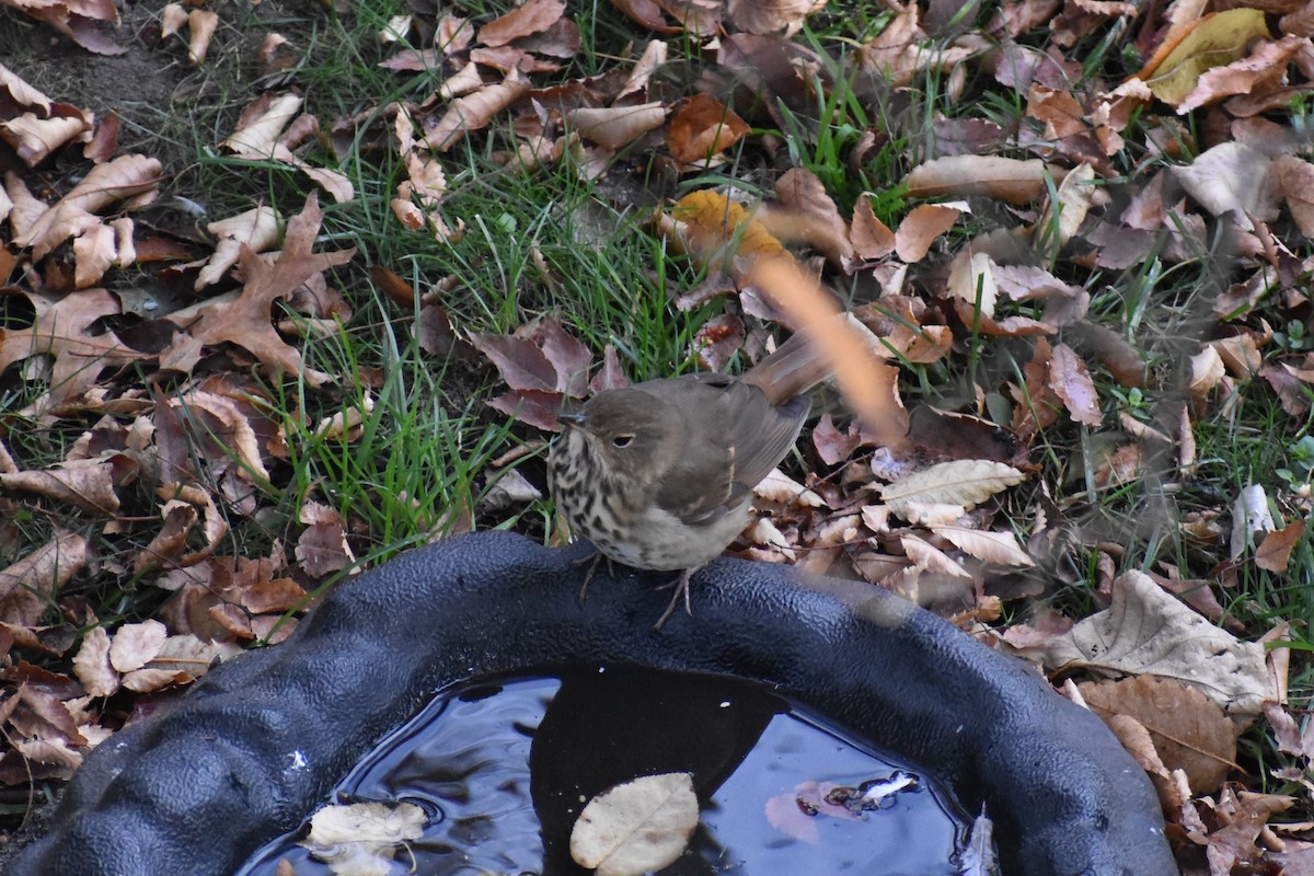 Hermit Thrush - ML611052700