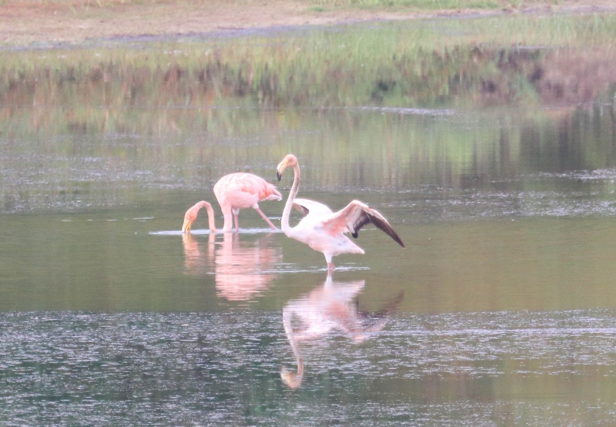 American Flamingo - ML611052705