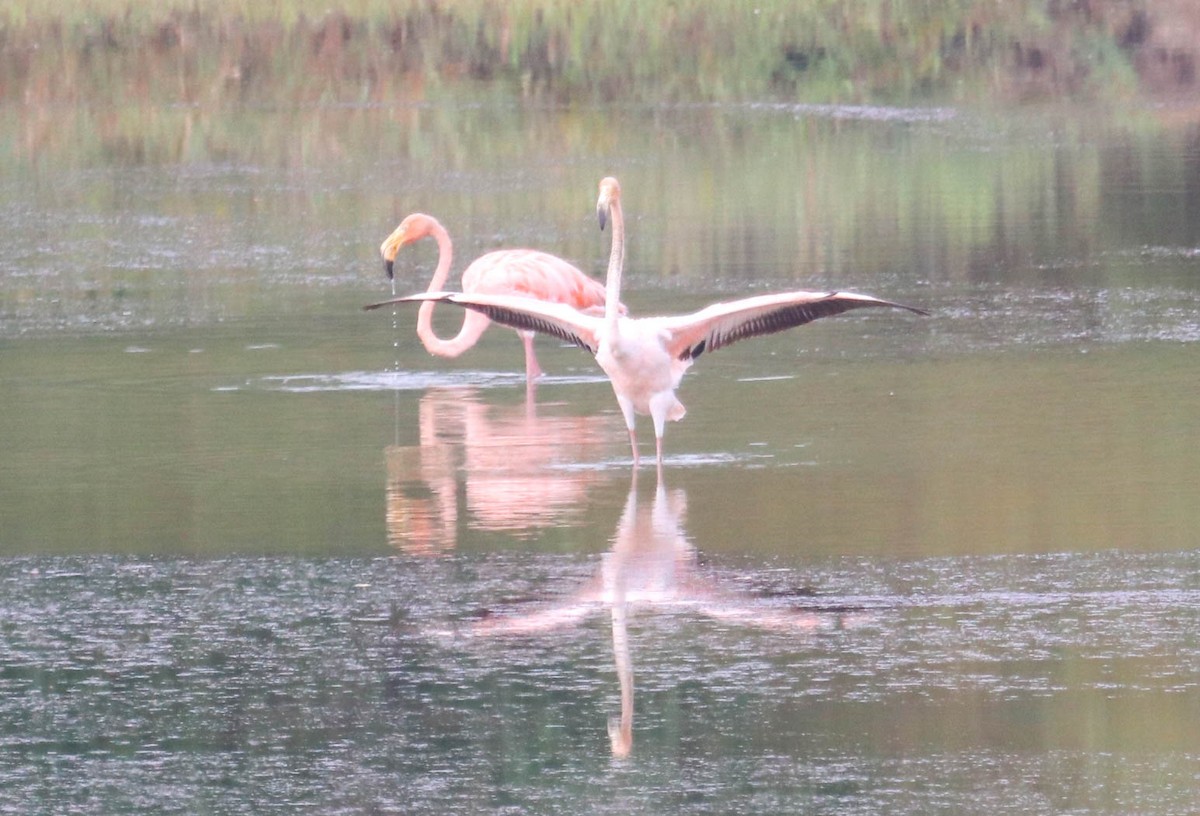 American Flamingo - ML611052711