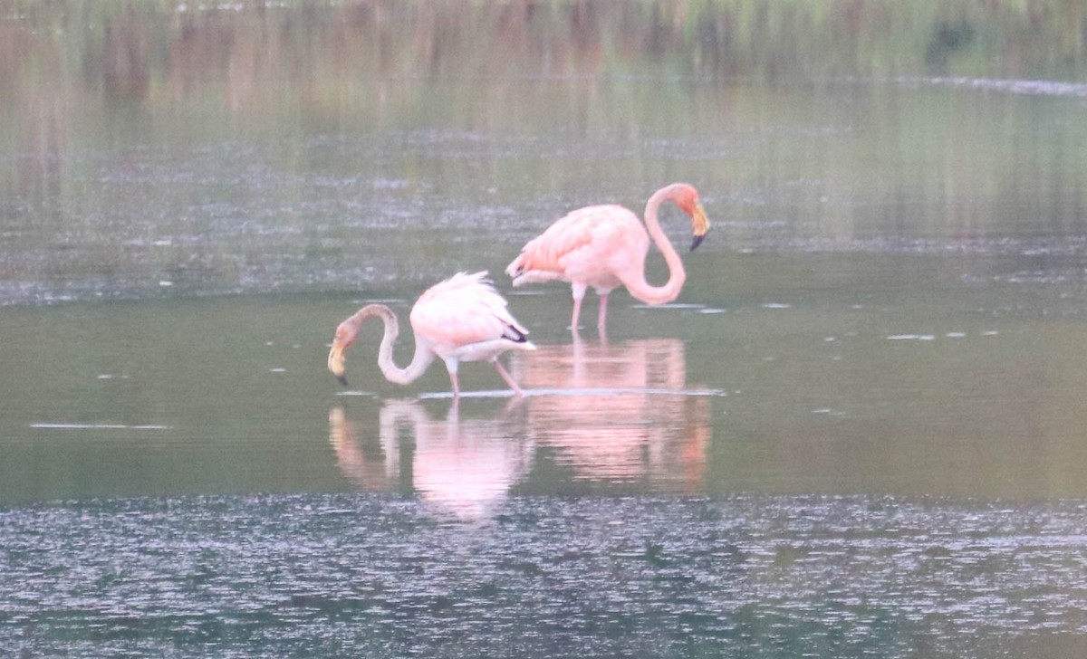 Amerika Flamingosu - ML611052716