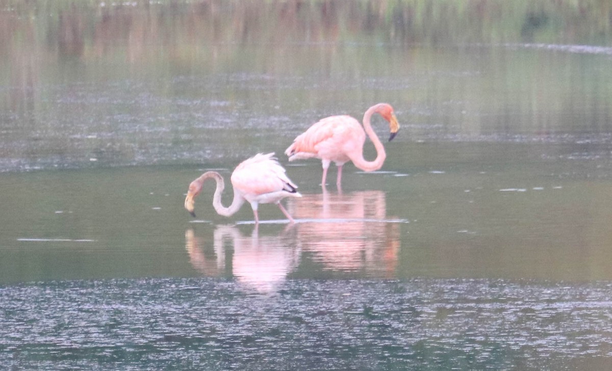 American Flamingo - ML611052716