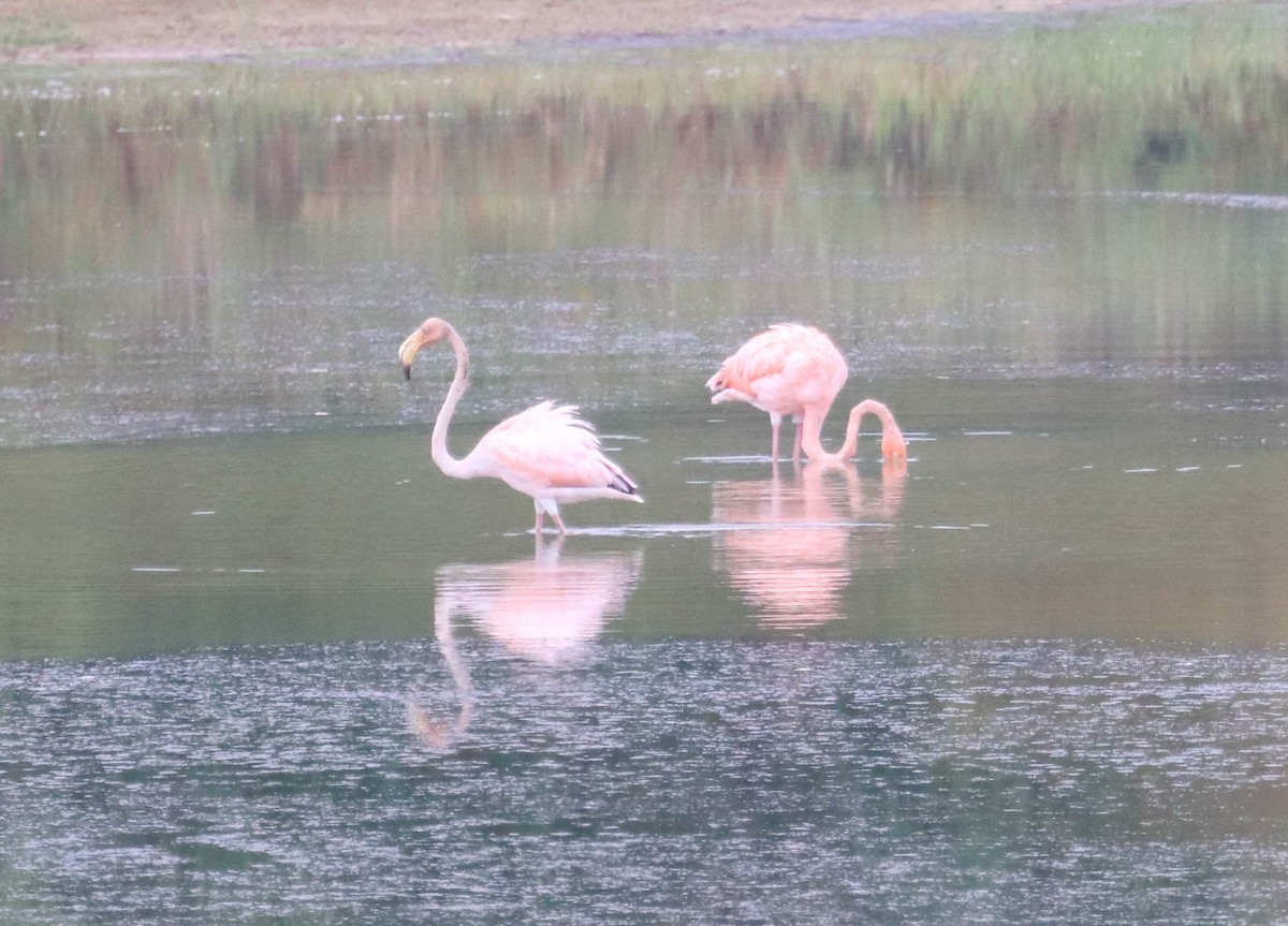 American Flamingo - ML611052717