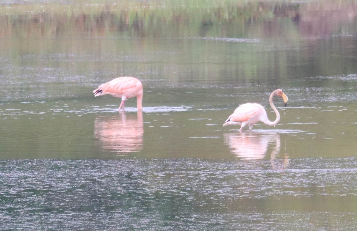 American Flamingo - Will McPhail
