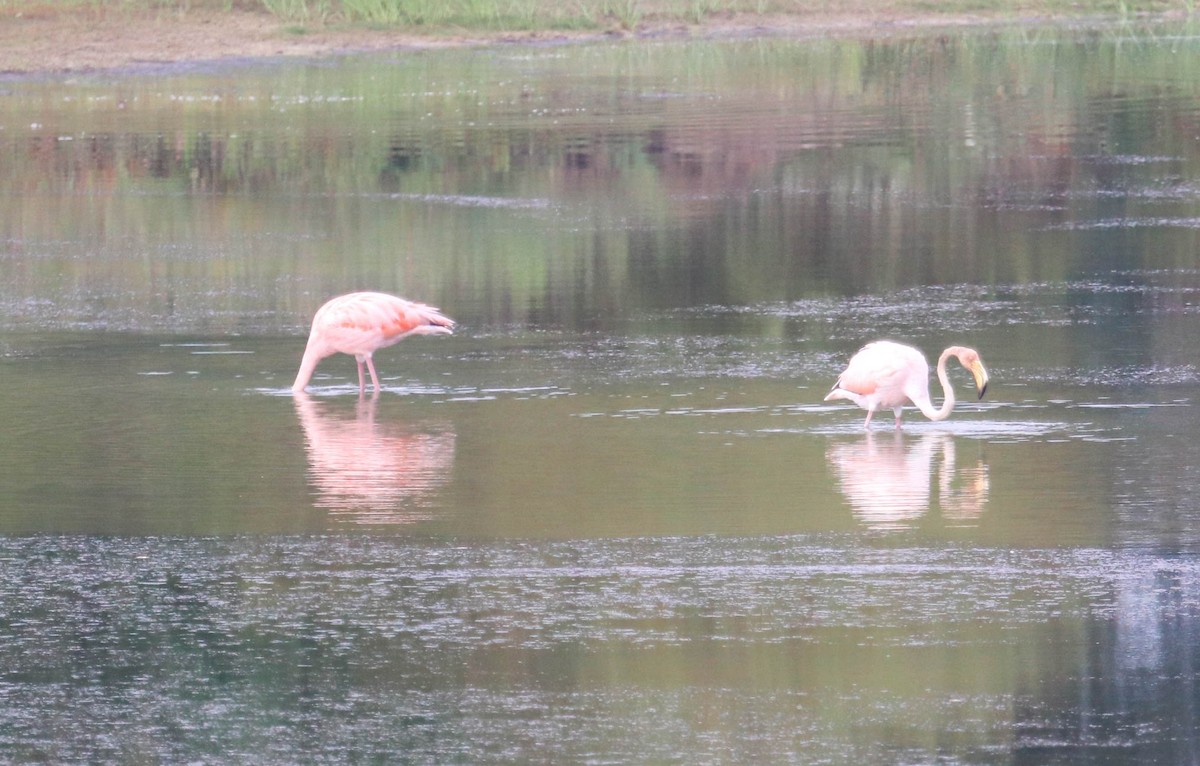 Flamant des Caraïbes - ML611052721