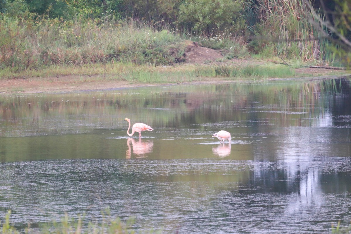 American Flamingo - ML611052723