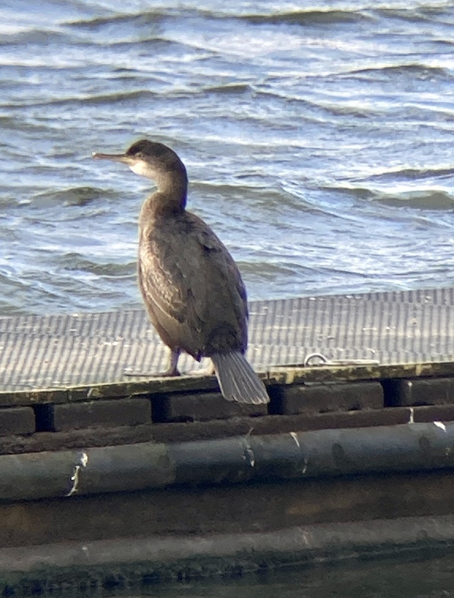 kormorán chocholatý - ML611052727