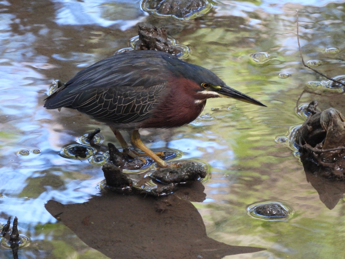 Green Heron - Bosco Greenhead