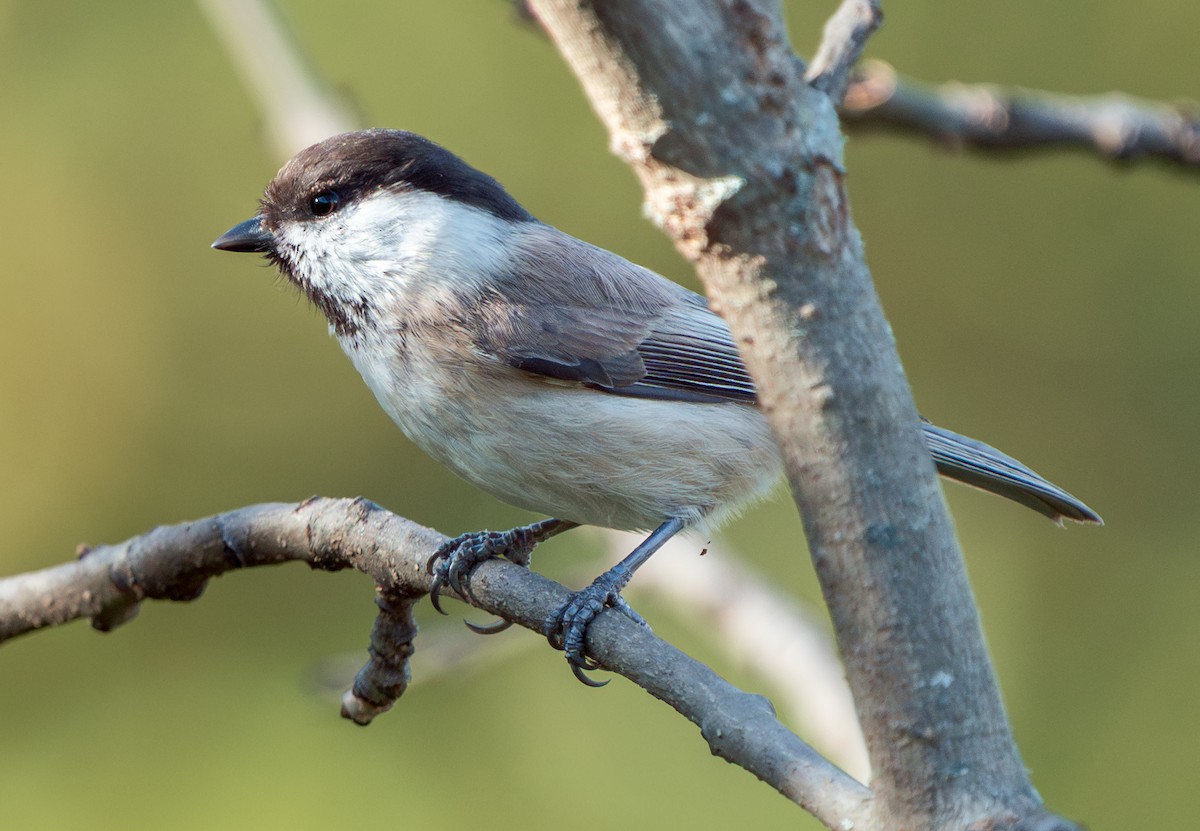 Mésange d'Iran - ML611052775