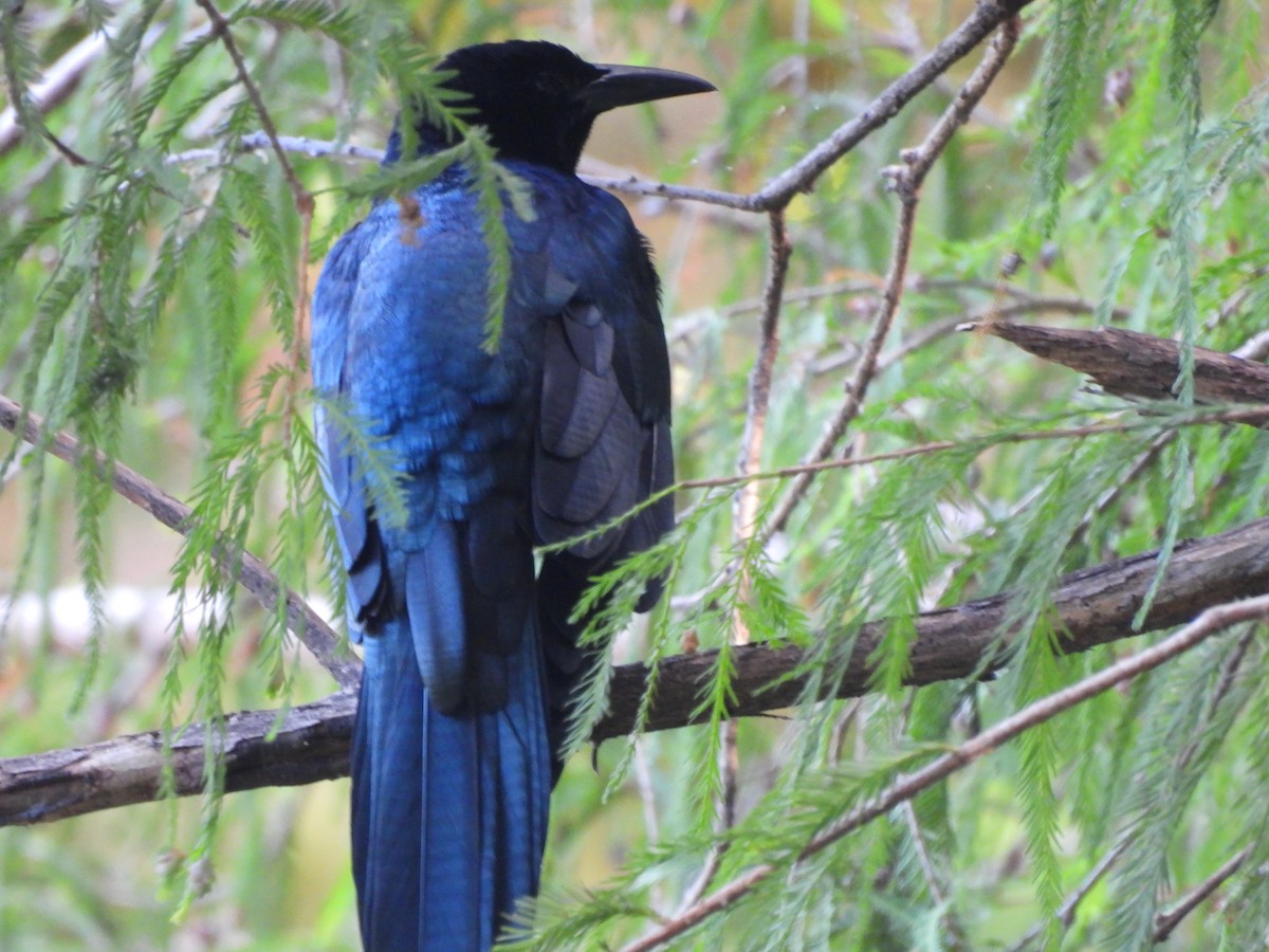 Great-tailed Grackle - ML611052784