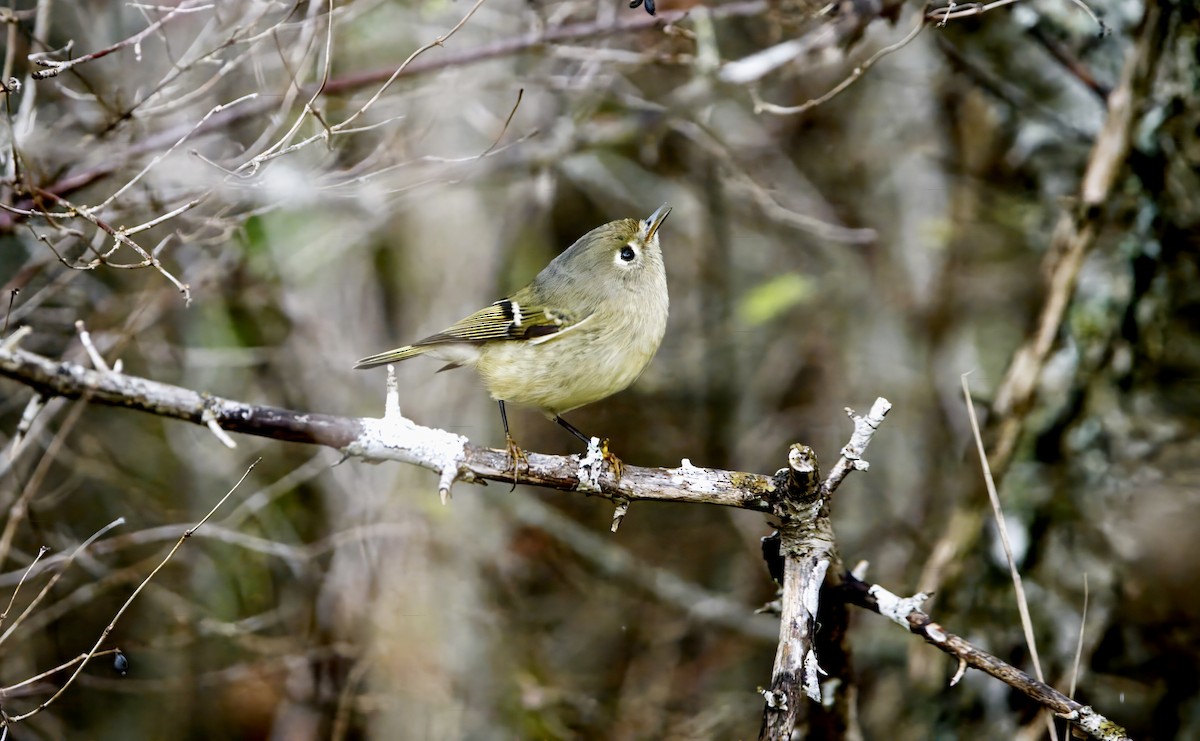 Ruby-crowned Kinglet - Tom Pawloski