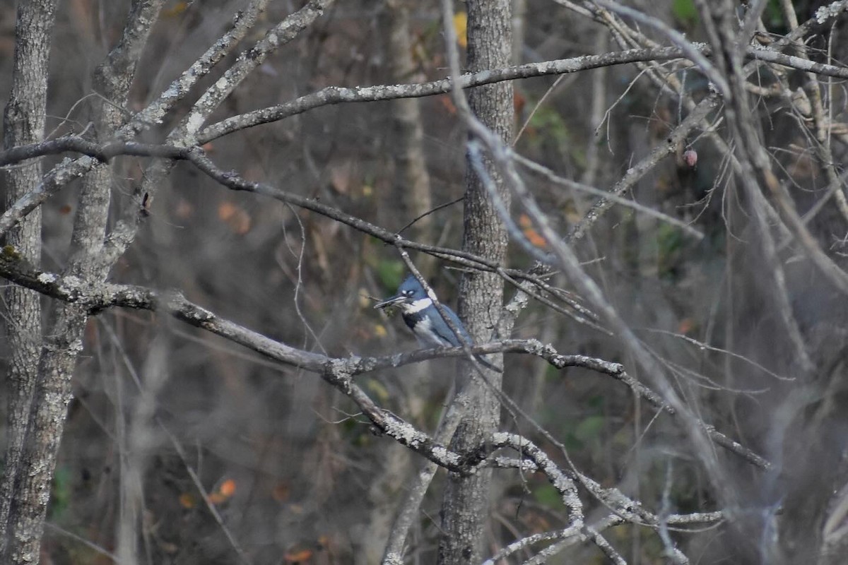 Belted Kingfisher - Tony Teddy