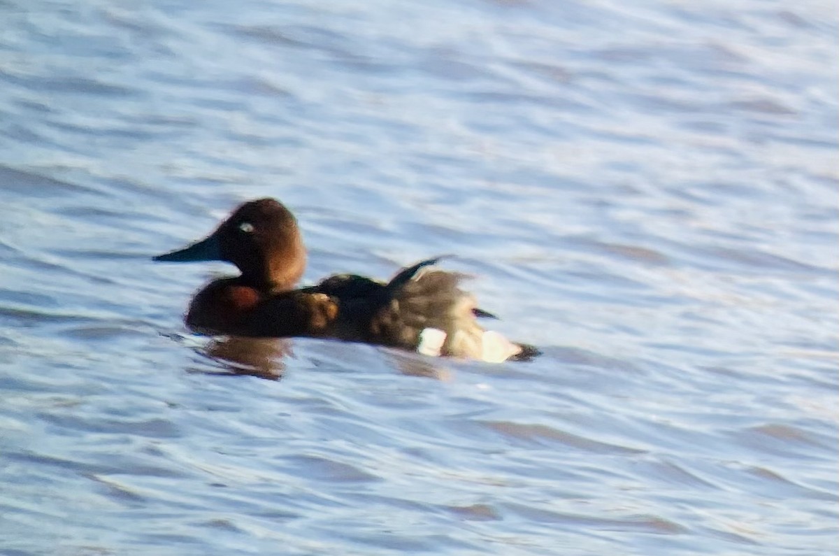 Ferruginous Duck - ML611052919