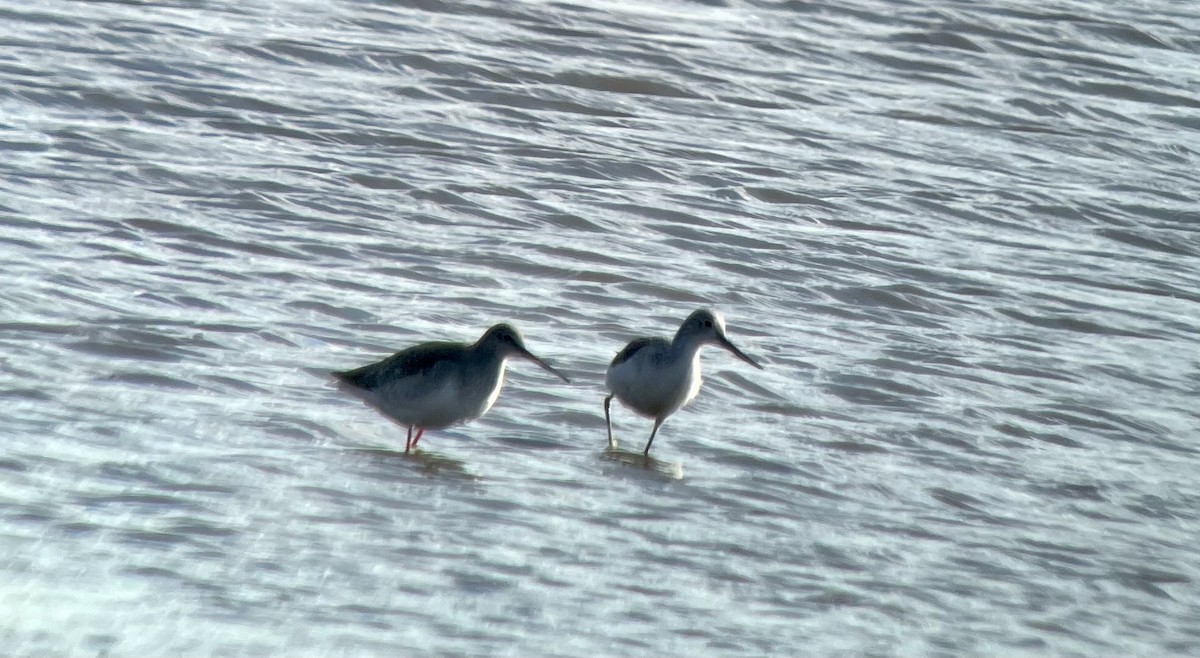 Common Greenshank - ML611052964