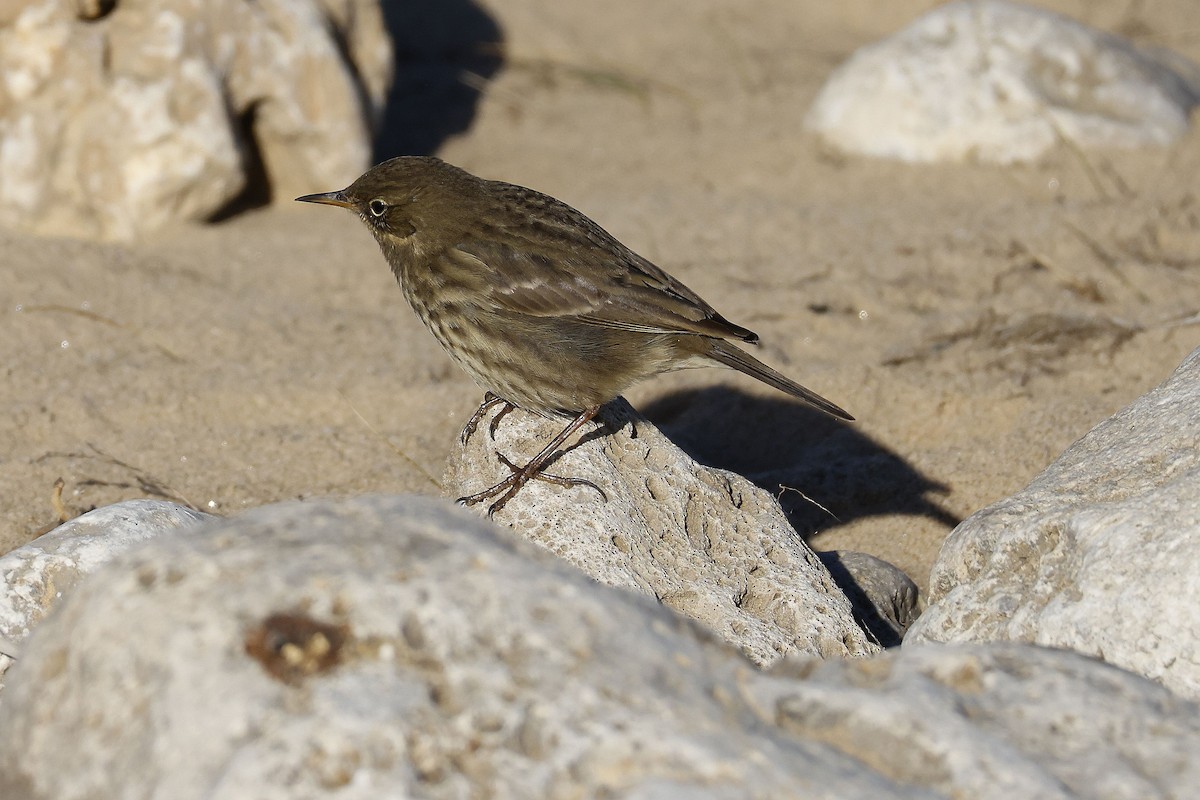 Rock Pipit - ML611052983