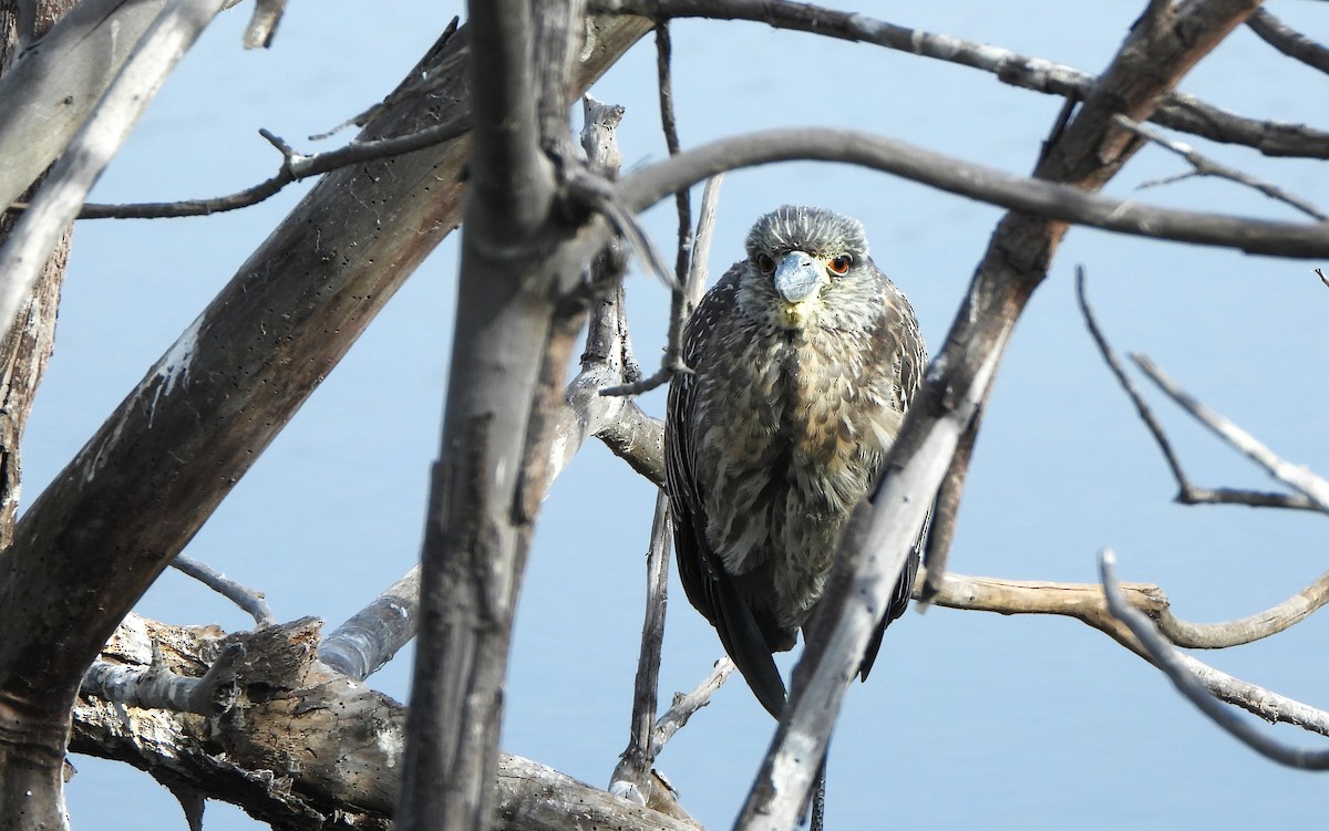 Yellow-crowned Night Heron - ML611053048