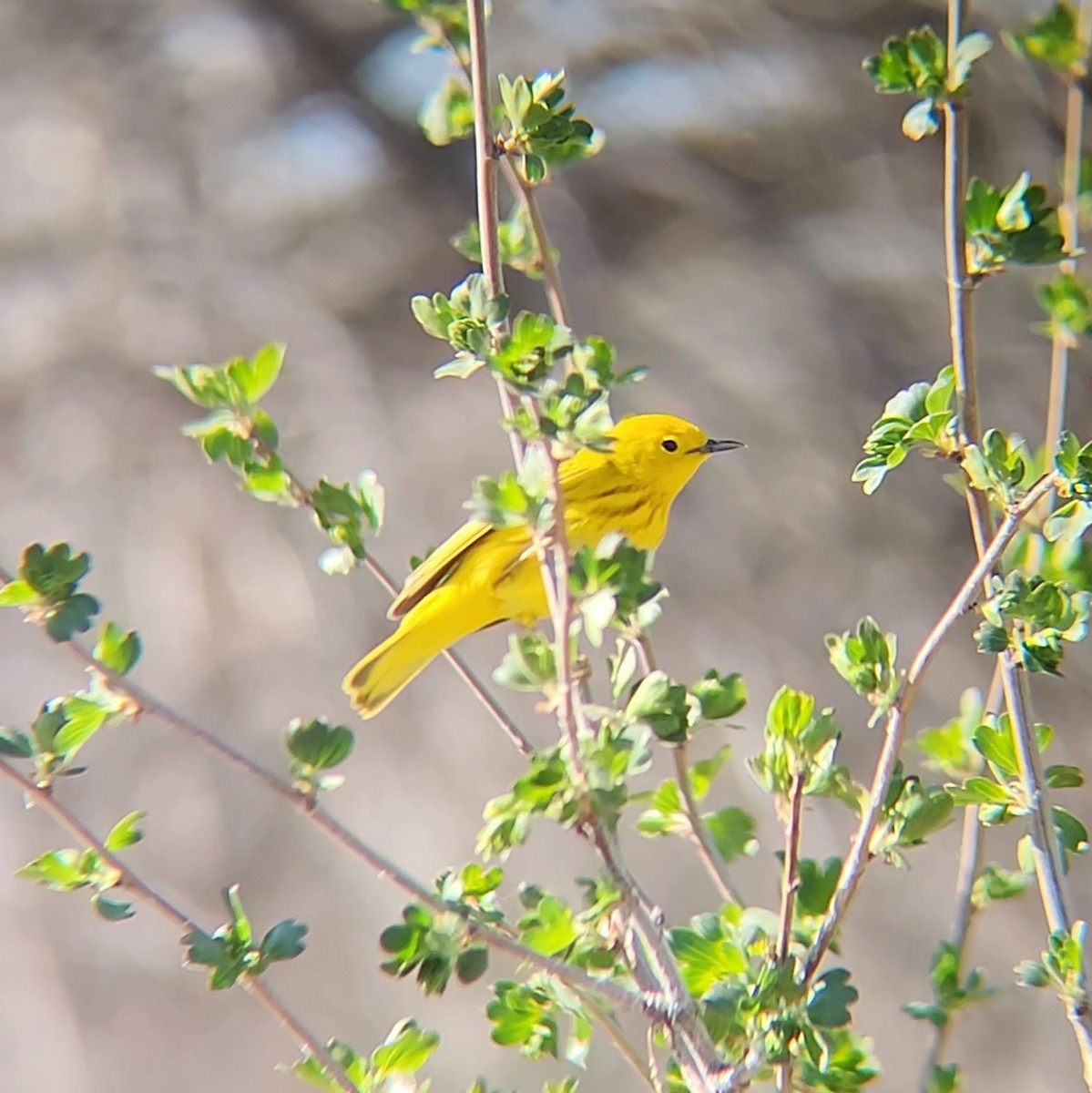 Yellow Warbler - ML611053077