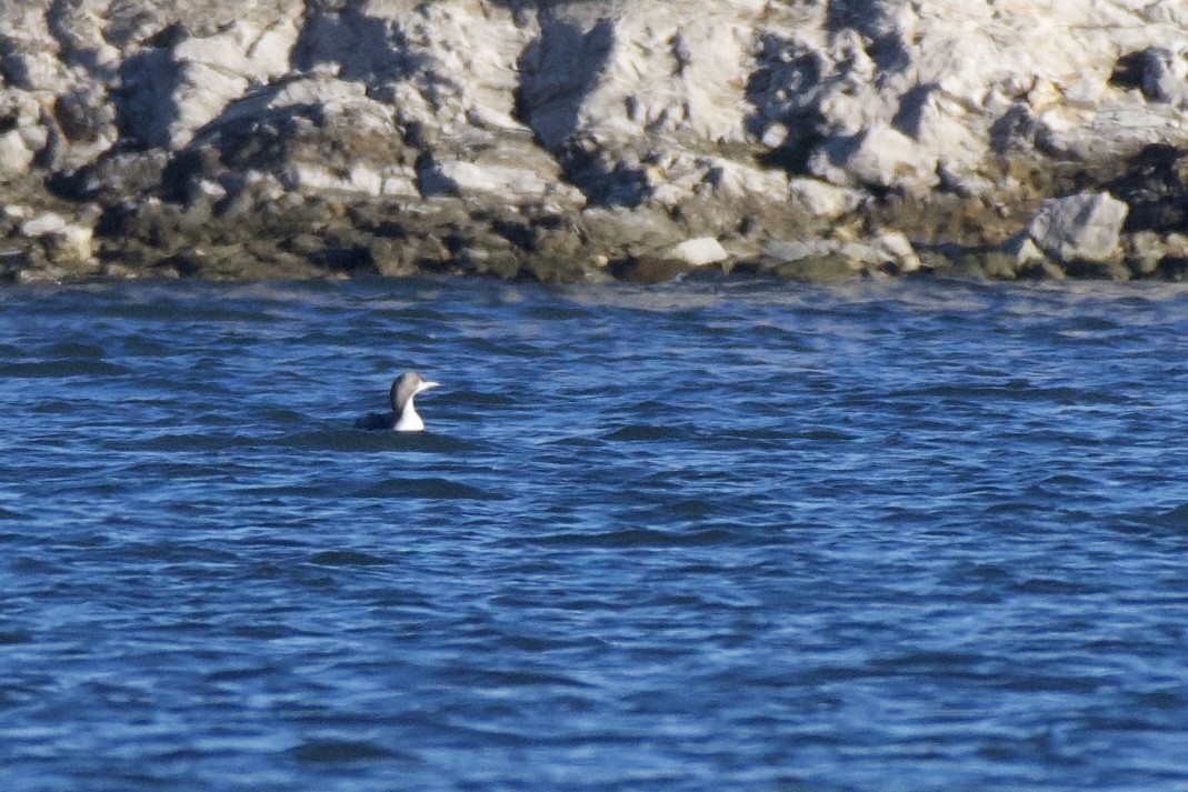 Pacific Loon - ML611053178