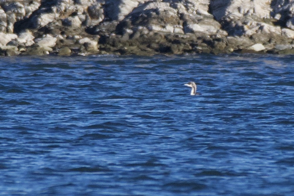 Pacific Loon - S Koenen