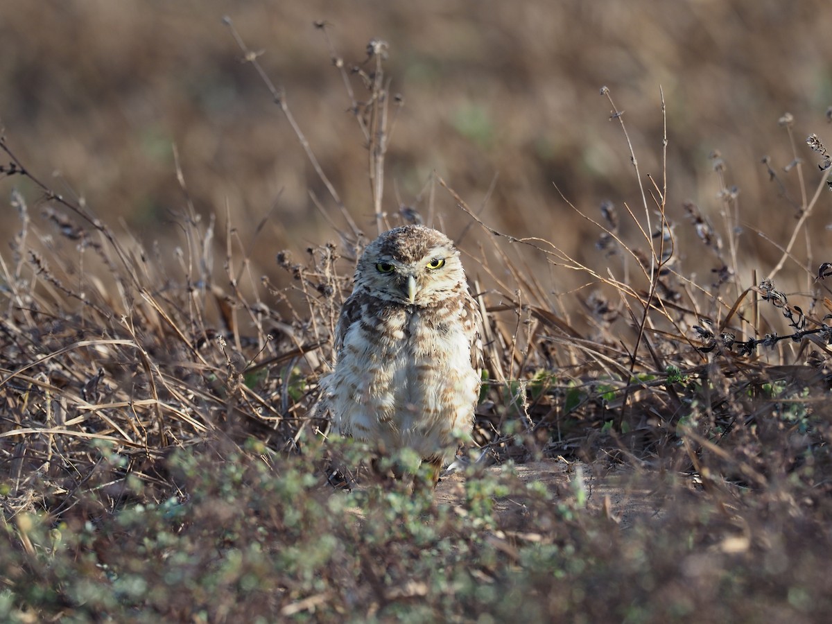 Burrowing Owl - ML611053182