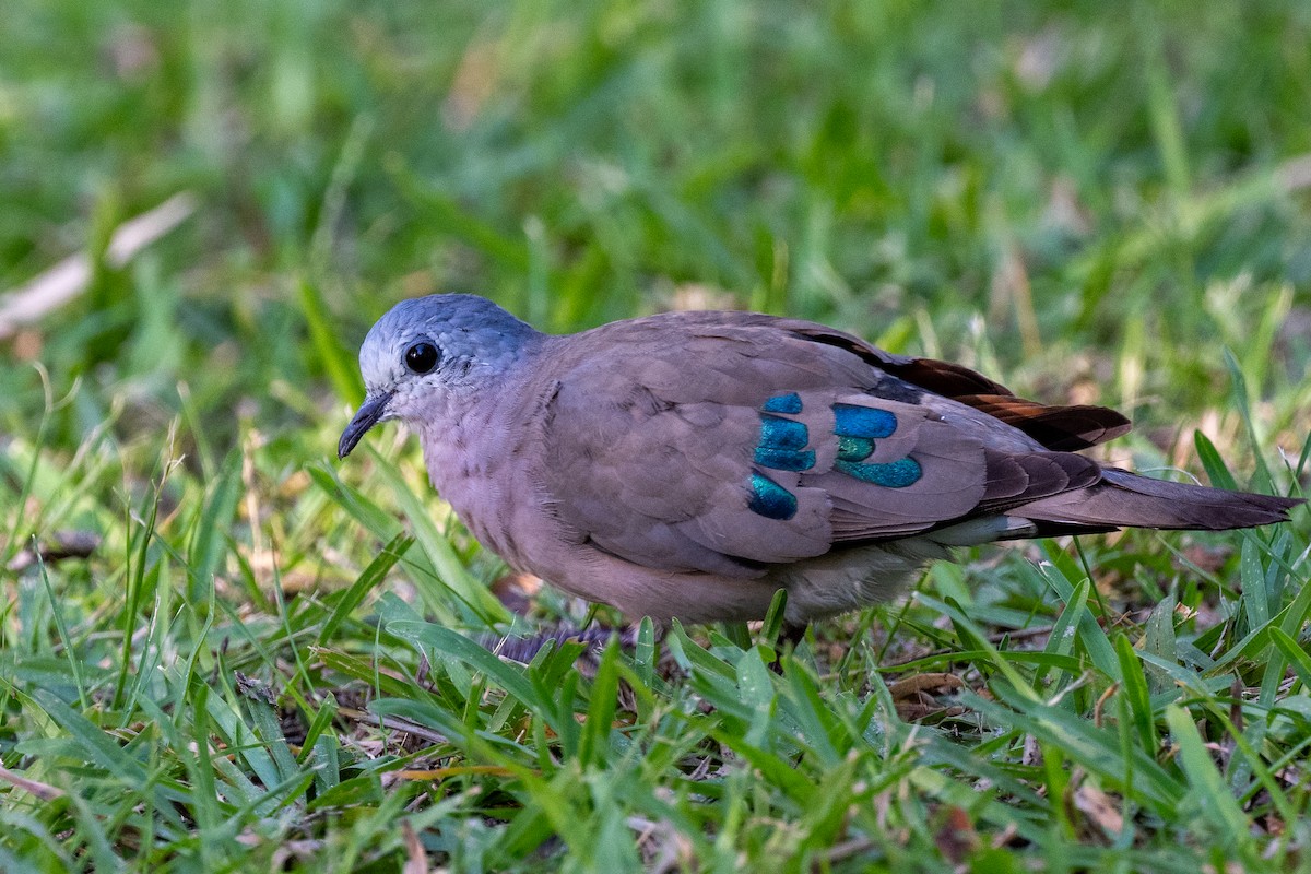 Emerald-spotted Wood-Dove - ML611053199