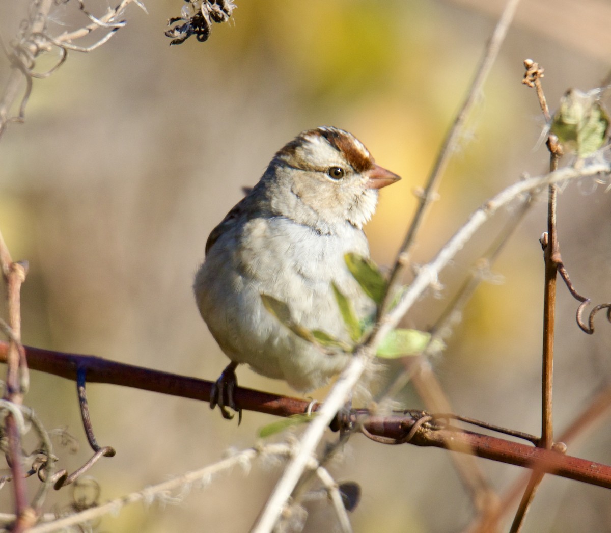 White-crowned Sparrow - ML611053223