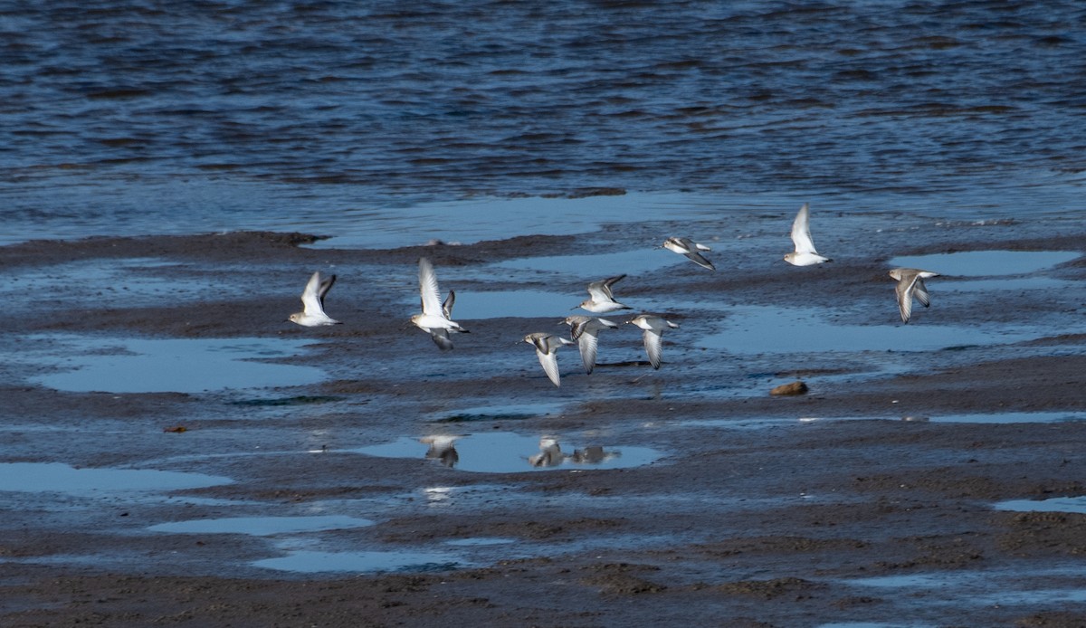 Dunlin - Marilyn White