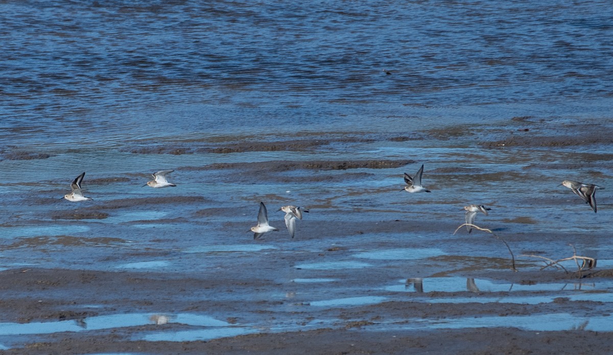 Dunlin - ML611053279