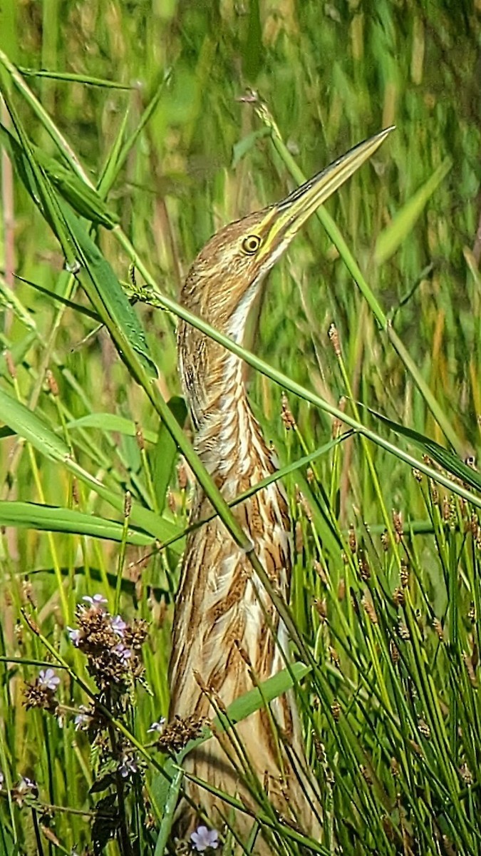 Schwarzbart-Rohrdommel - ML611053285