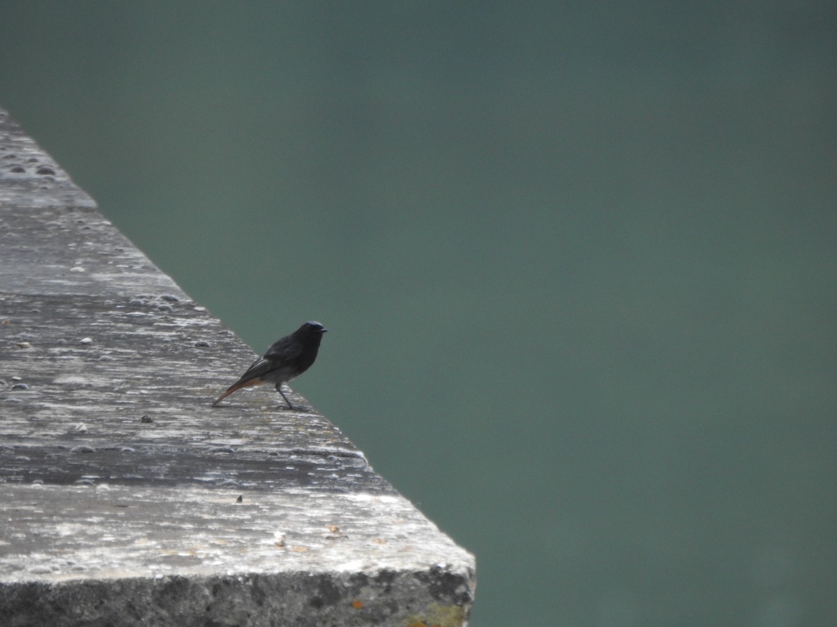 Black Redstart - ML611053310