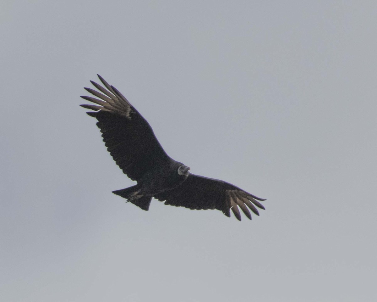 Black Vulture - ML611053328