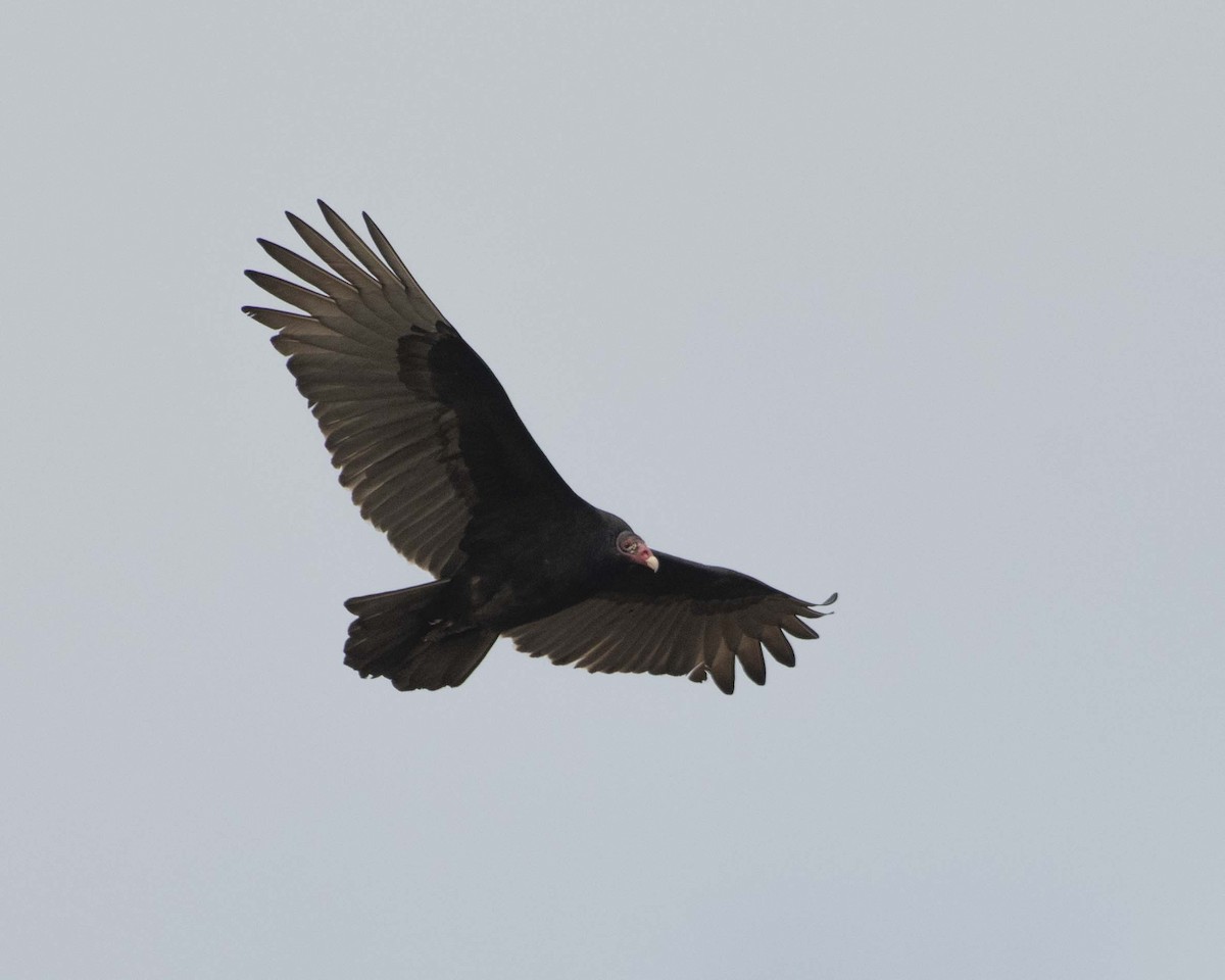 Turkey Vulture - ML611053335