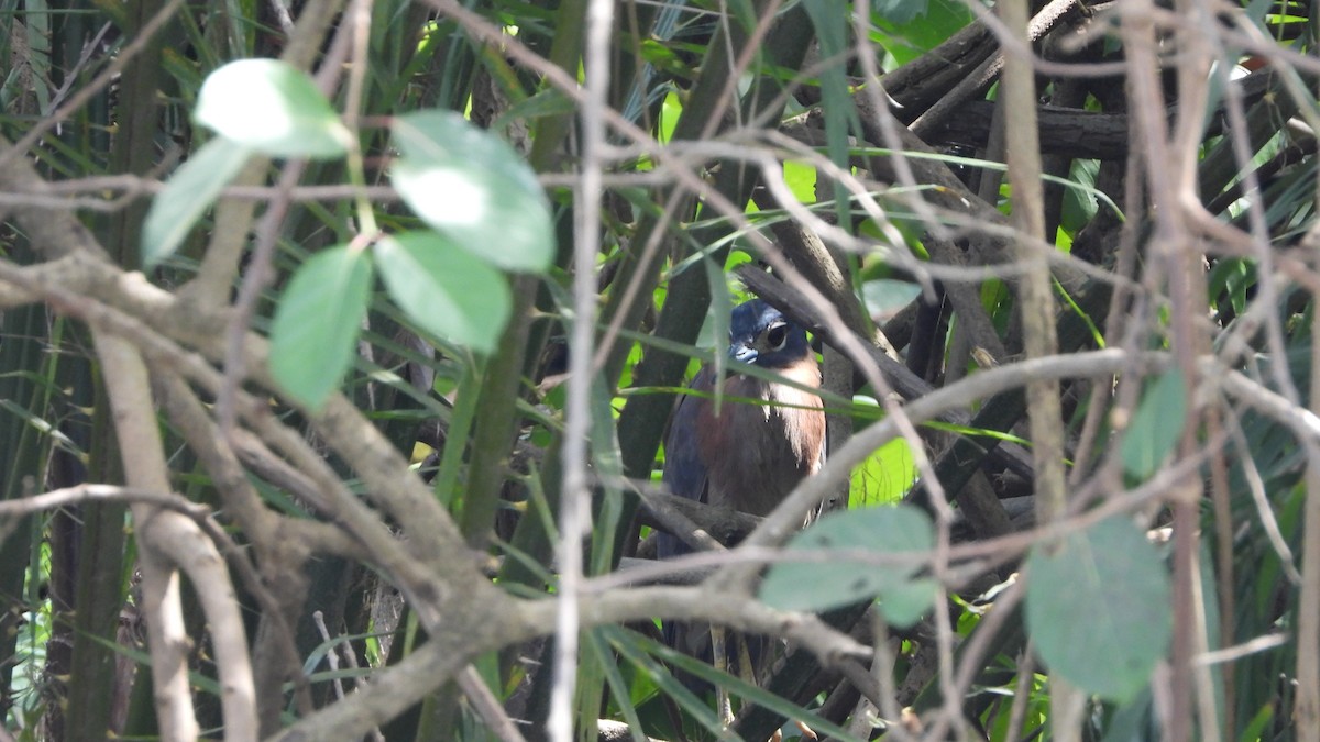 White-backed Night Heron - ML611053374