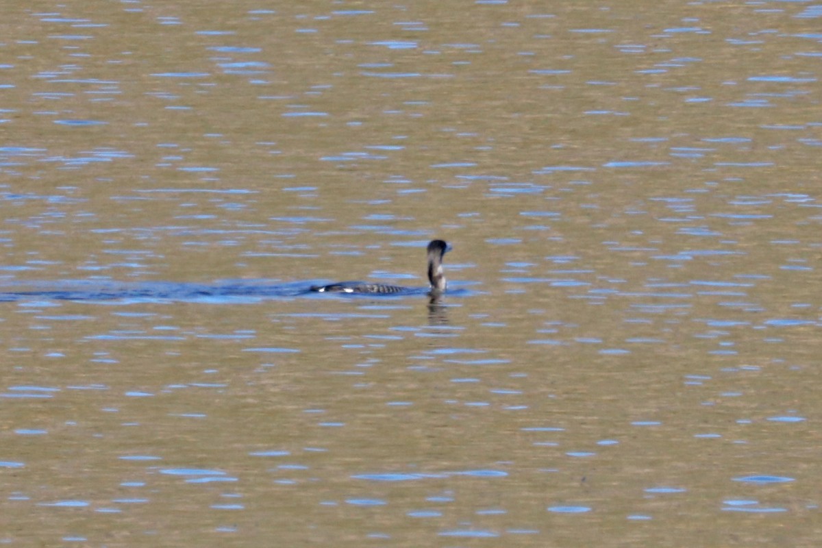 Pacific Loon - ML611053412