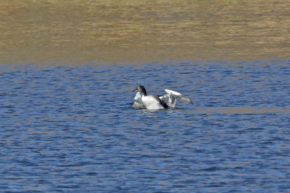 Pacific Loon - ML611053413