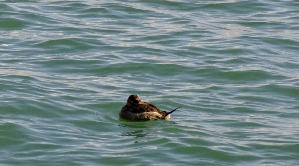 Ruddy Duck - ML611053461