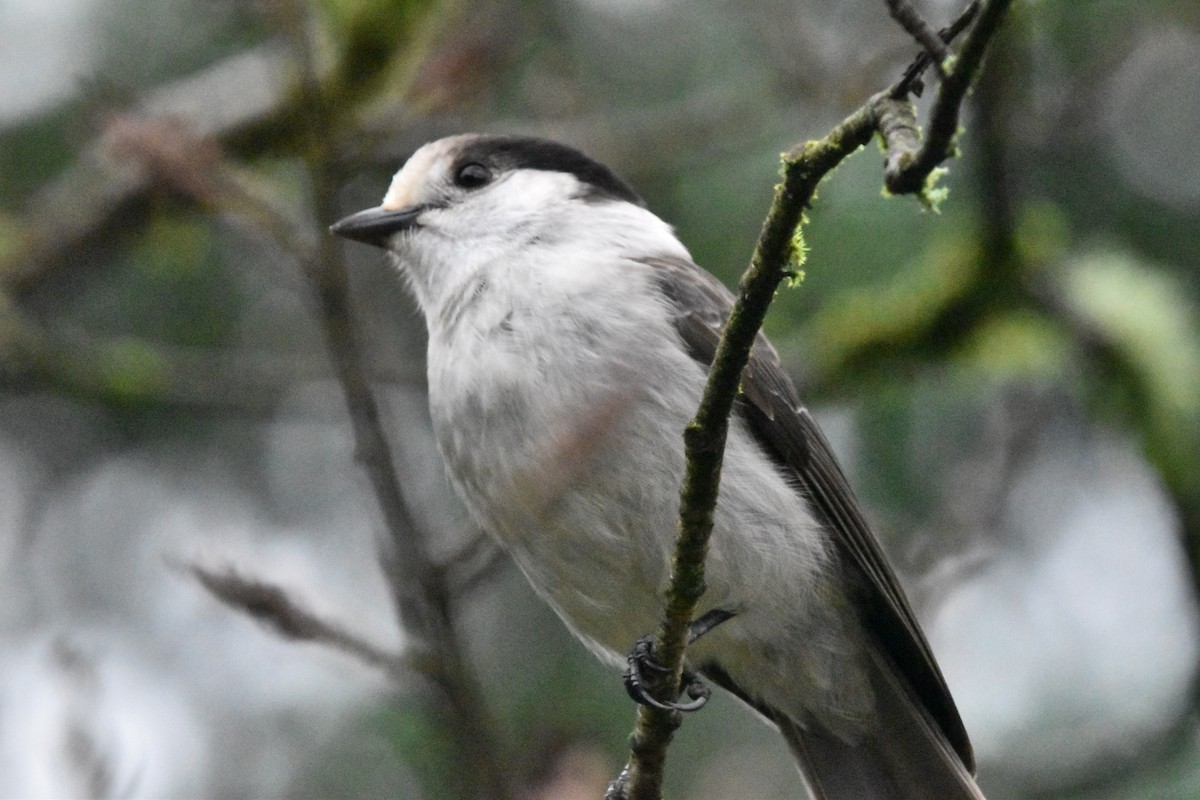 Canada Jay (Pacific) - Mike Marble