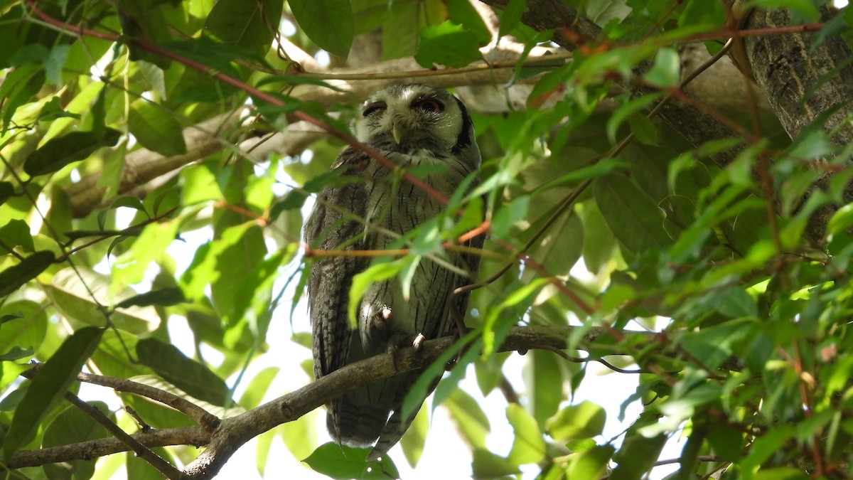 Northern White-faced Owl - ML611053555