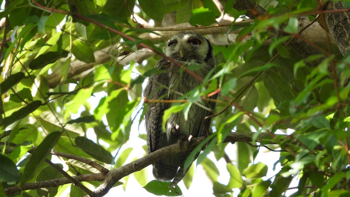 Northern White-faced Owl - ML611053556