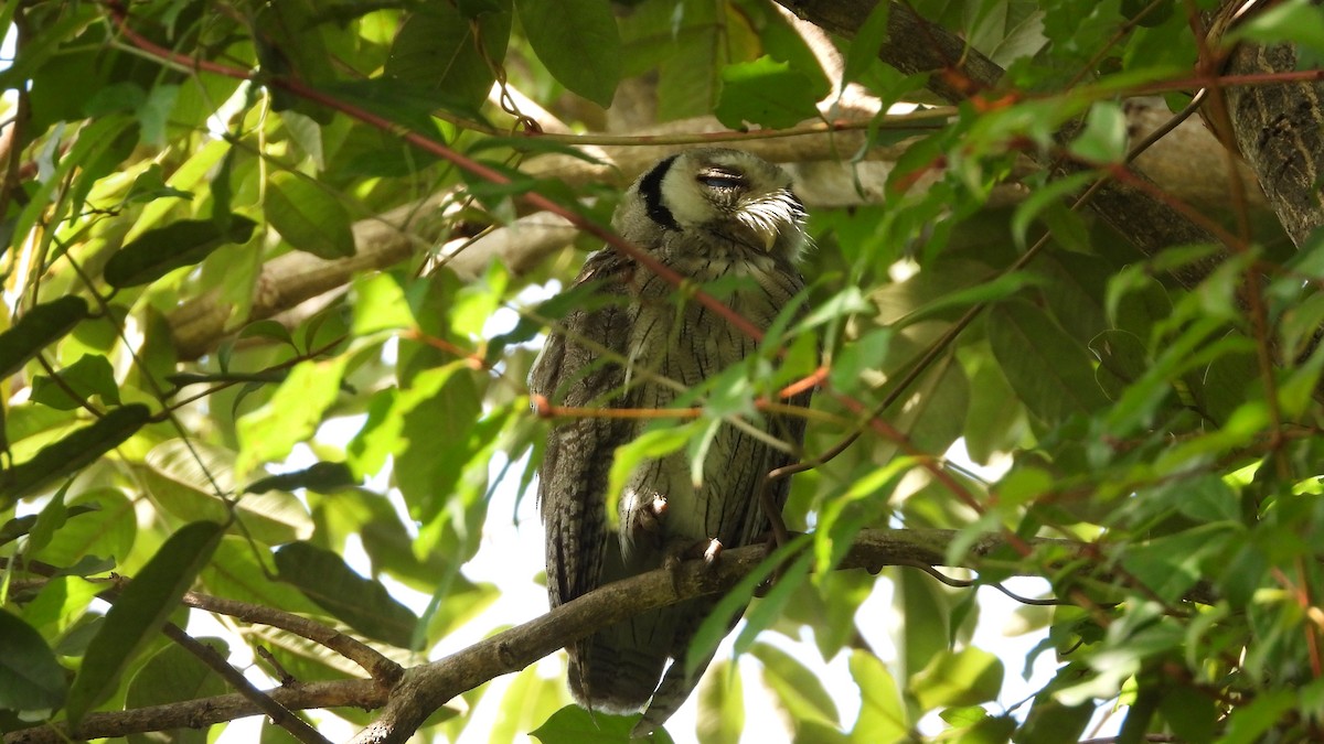 Northern White-faced Owl - ML611053557