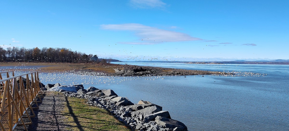 Snow Goose - ML611053619