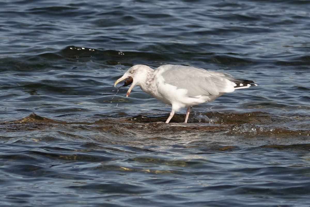 Herring Gull - ML611053627