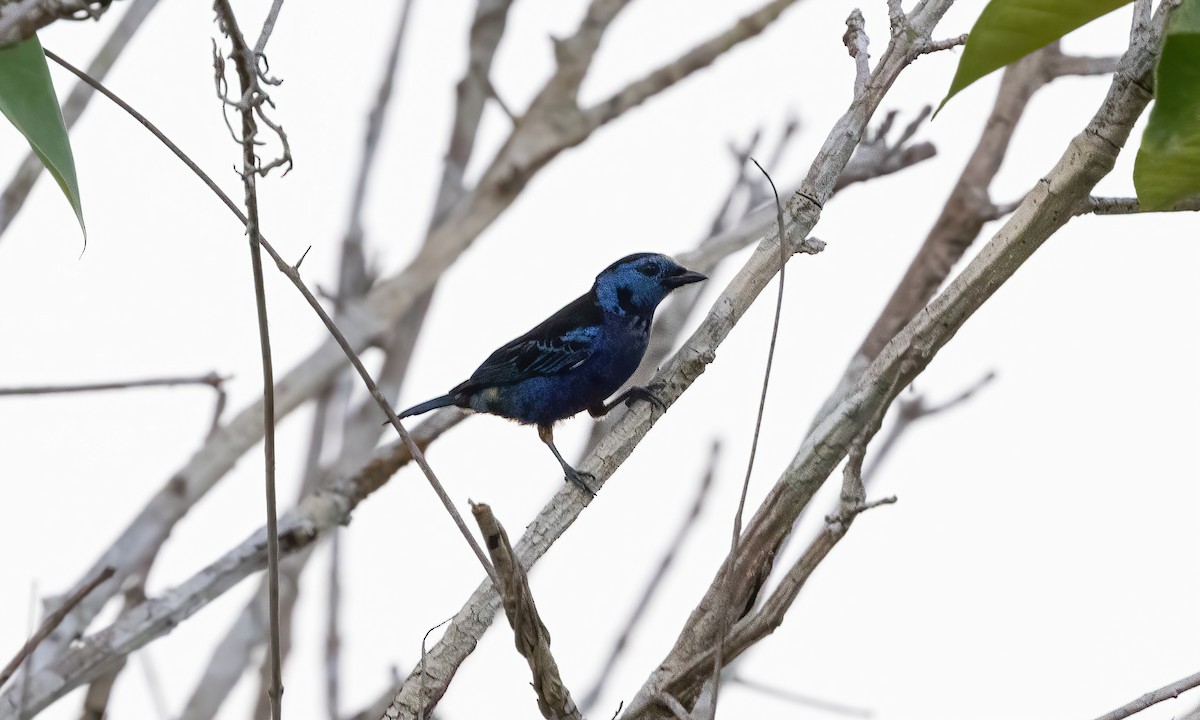 Opal-rumped Tanager (Opal-rumped) - Paul Fenwick