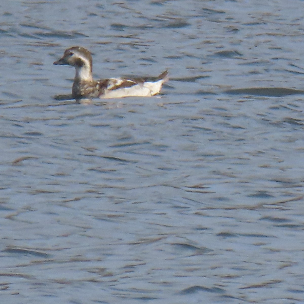 Long-tailed Duck - ML611053659