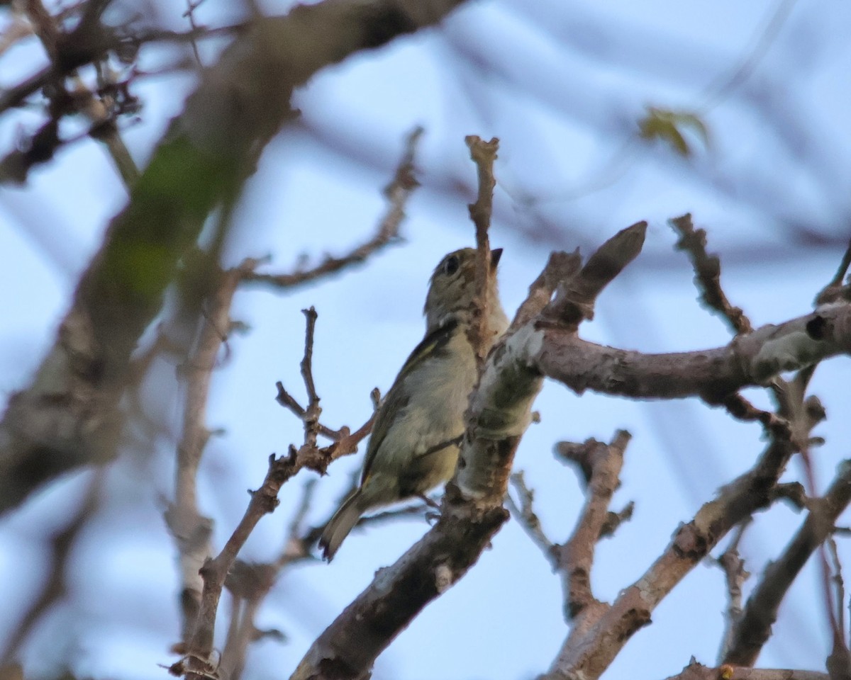 Green Tinkerbird - ML611053690