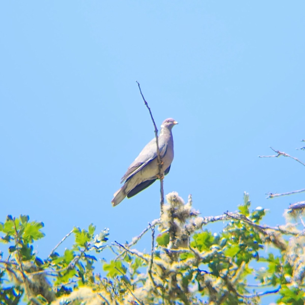 Band-tailed Pigeon - ML611053768