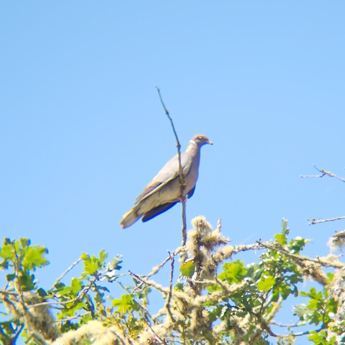 Band-tailed Pigeon - ML611053769