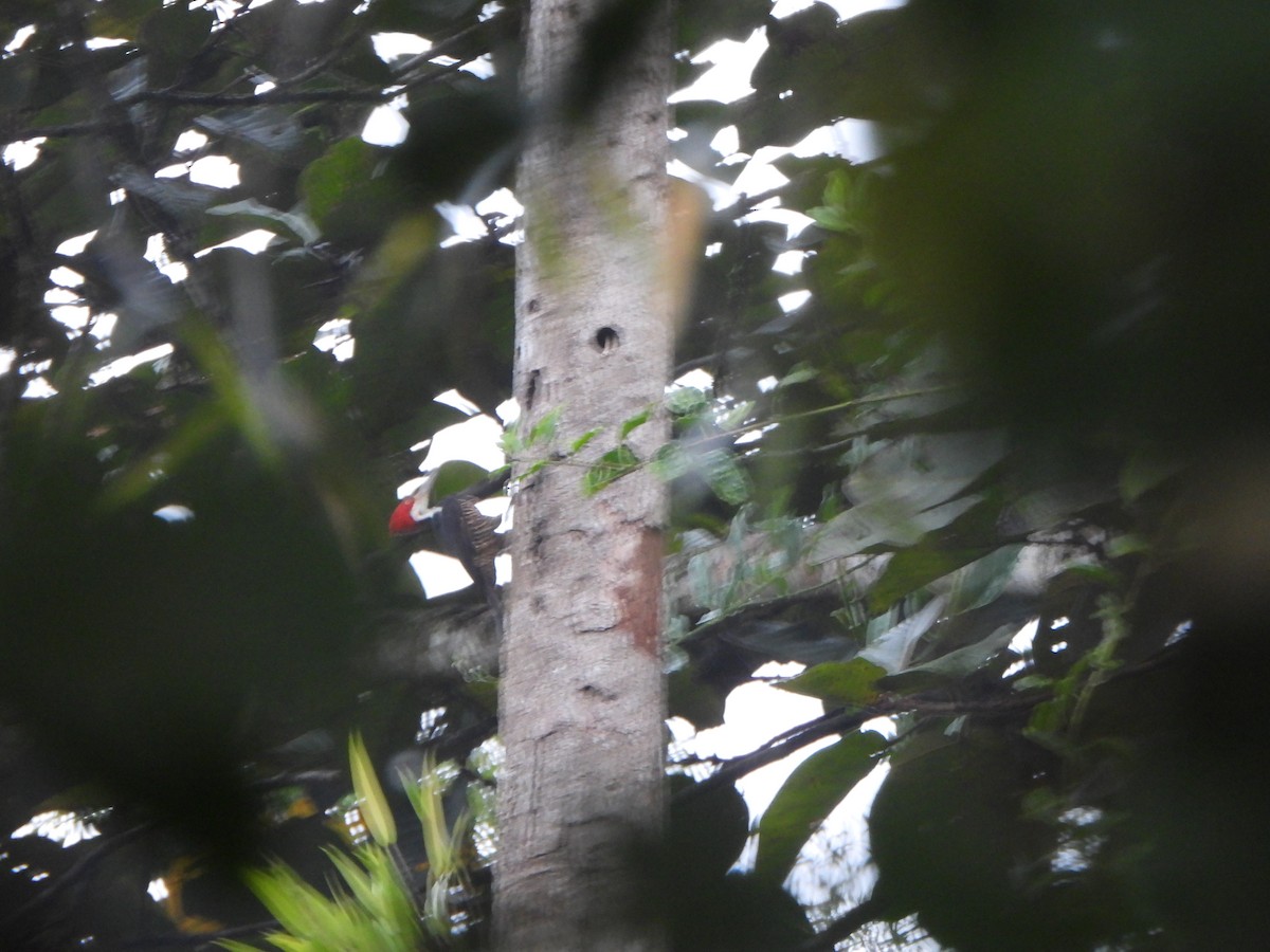 Guayaquil Woodpecker - ML611053835